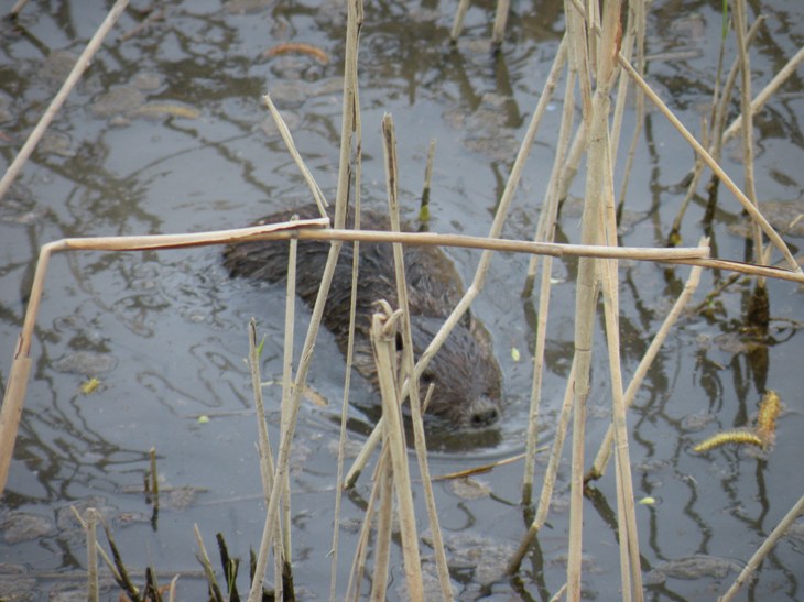 Nutria - Fiume Sile, presso Treviso